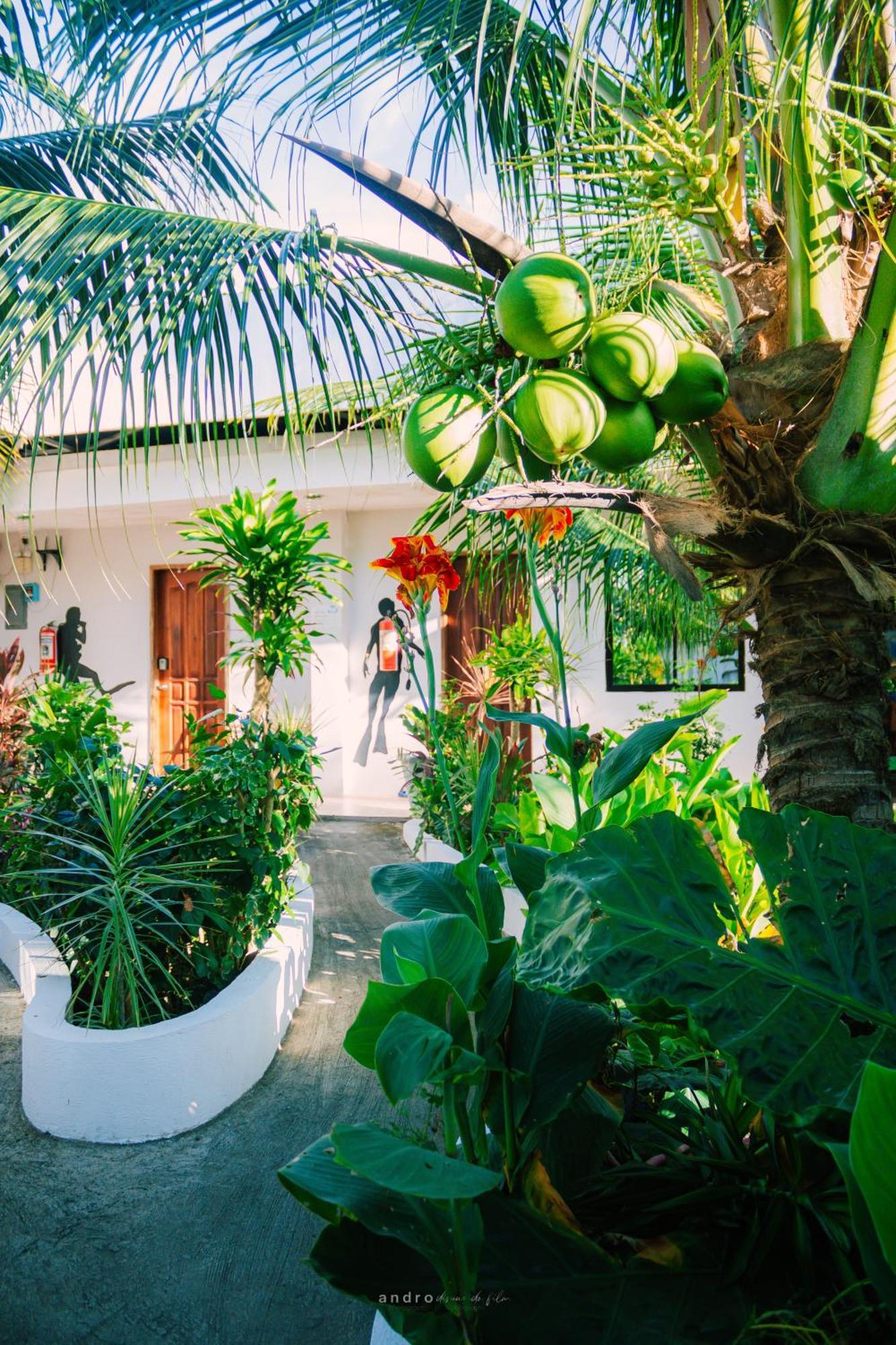 Ananas Guesthouse Moalboal Eksteriør billede